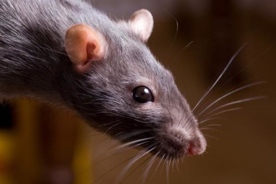 крыса – разносчик чумы