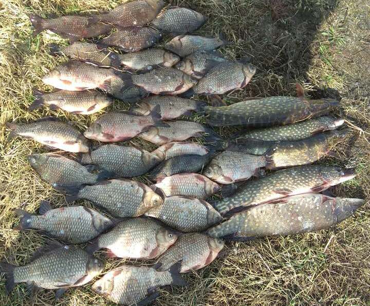 В Житковичском районе возбуждено уголовное дело о незаконной добыче рыбы