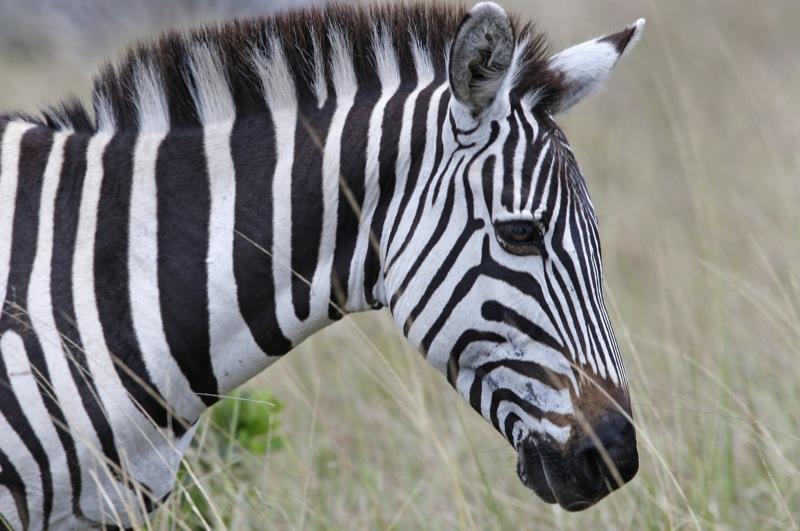 В гродненском зоопарке погибла зебра, которую перекормили посетители