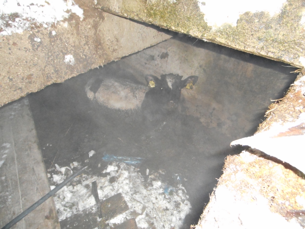 В Калинковичском районе из канализационного отстойника спасли быка