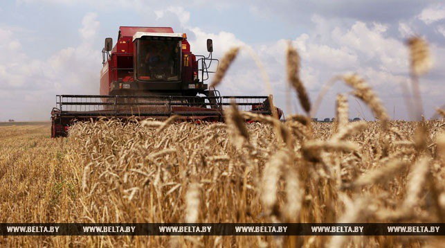 В Беларуси намолотили более 4 млн т зерна
