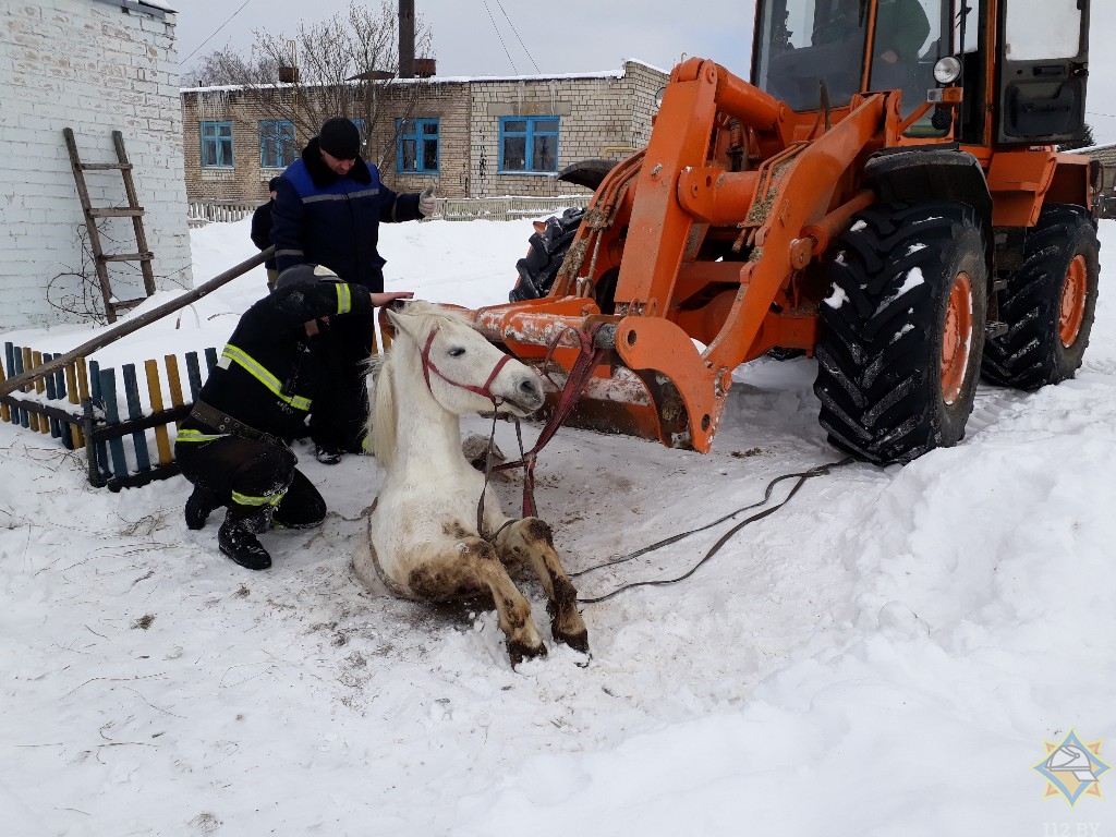 В Рогачевском районе спасли лошадь из канализационного колодца 