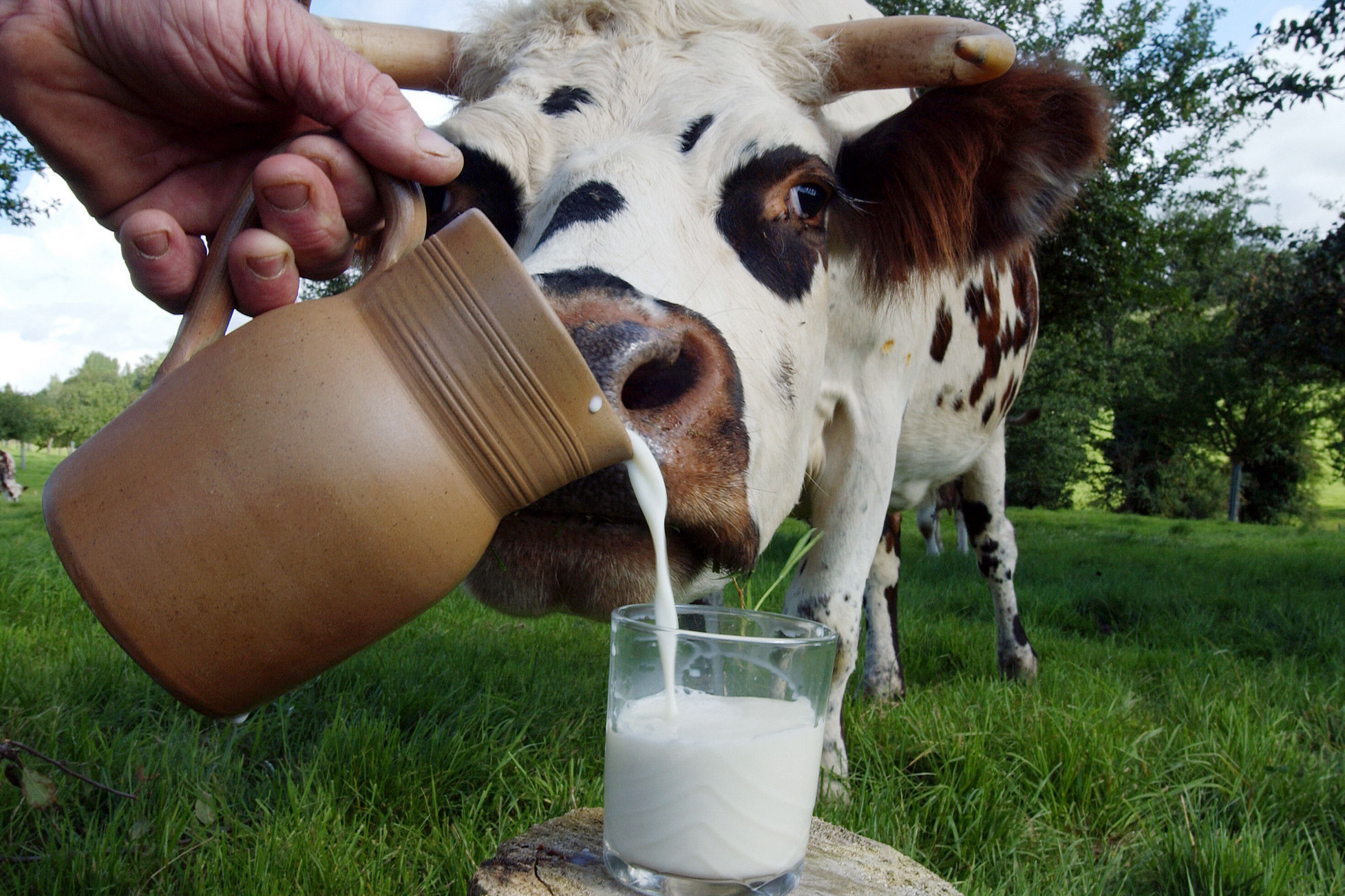 В прошлом году в молоке с личных подворий впервые не выявлено превышений по цезию