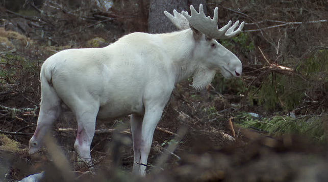 Видеофакт: редкого белого лося засняли в Швеции