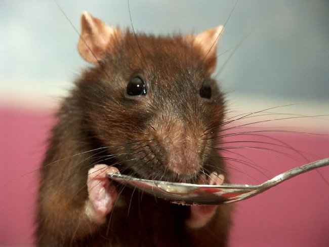 В Добрушском районе сельчанка заразилась лептоспирозом от мышей