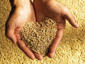 Почти 9 миллионов тонн зерна собрано с полей Беларуси