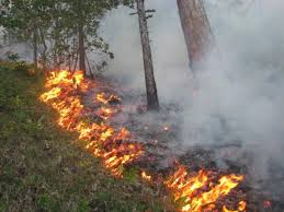 Площадь лесного пожара в Наровлянском районе сокращена до 0,5 га
