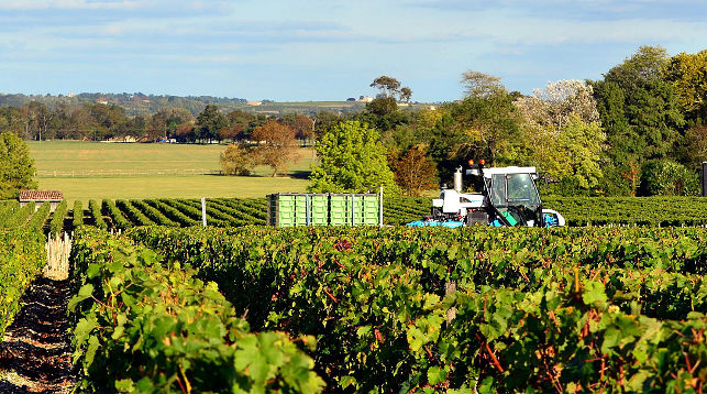 Французские виноделы могут лишиться до 50% урожая винограда из-за заморозков