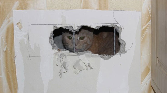 Брестские спасатели вытащили кошку из вентиляционной шахты