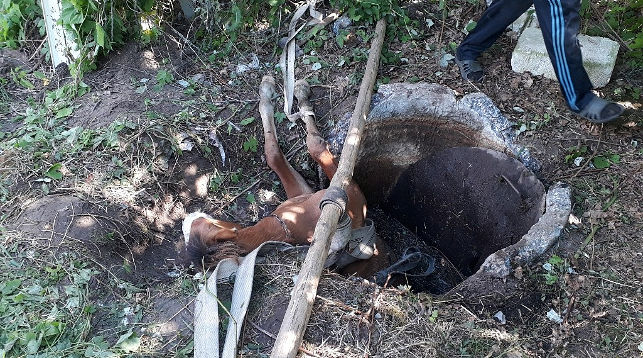 В Рогачевском районе жеребенок провалился в колодец