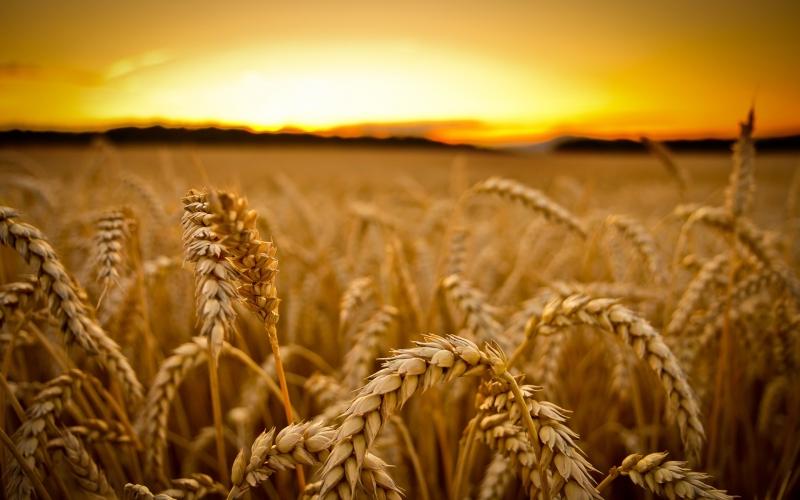 Прогноз Минсельхозпрода: соберем не менее 9 млн тонн зерна