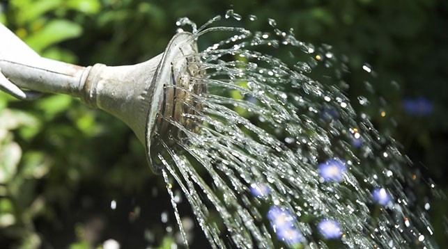 Ученые рассказали, как дачникам спасти урожай в сухую жаркую погоду