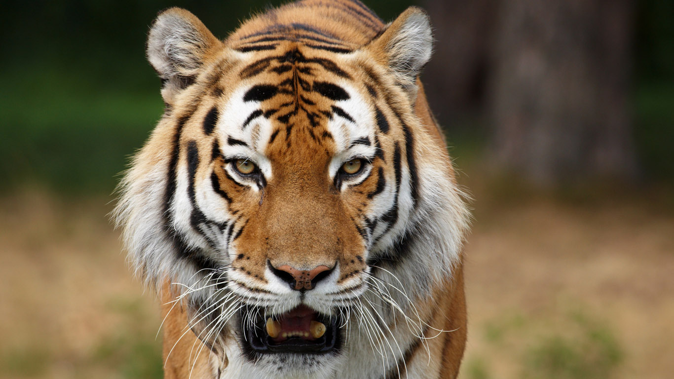 В американском зоопарке тигр надкусил ласковой посетительнице пальцы