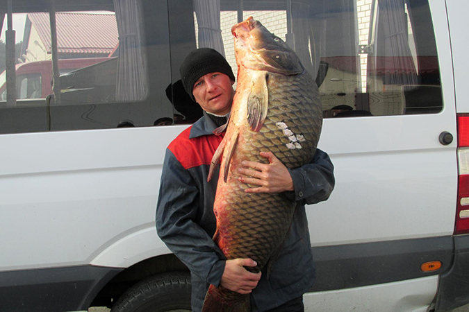 Рыбак из Кобрина выловил в Мухавце 30-килограммового сазана
