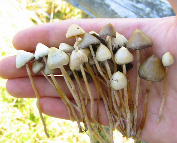 Светлогорец выращивал в Минске галлюциногенные грибы