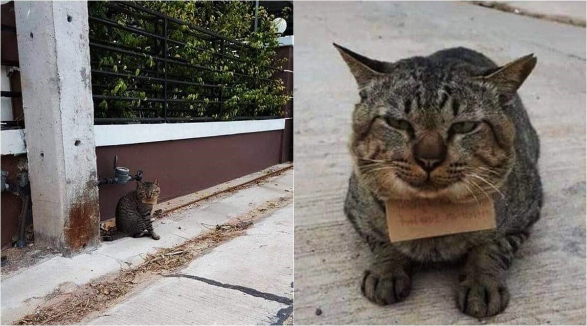 Кот сбежал из дома на три дня и вернулся с долгами