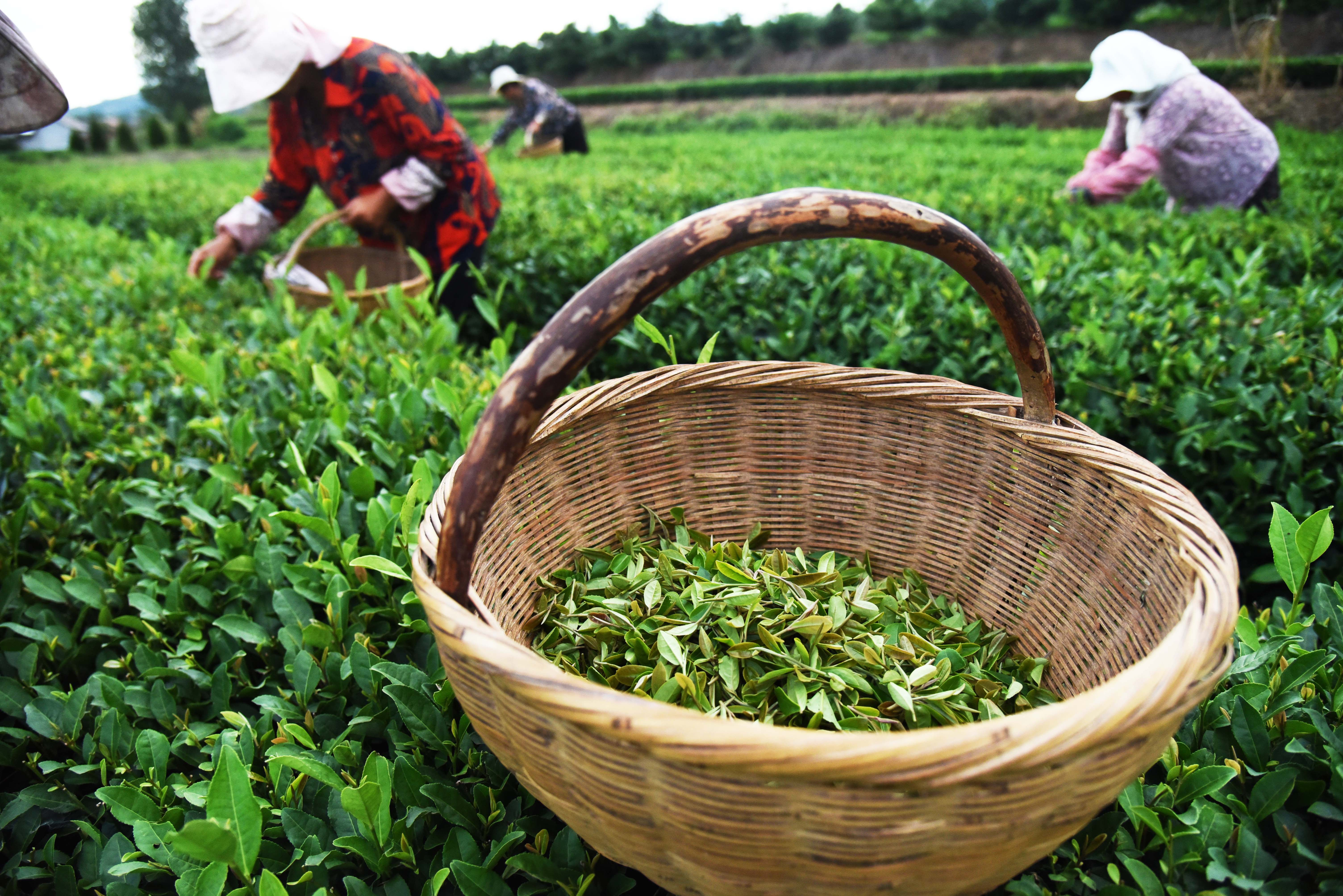 Культура и где растет. Чайные плантации в Китае. Плантации чая в Китае. Чайные плантации сбор чая. Лист чая плантация Китай.