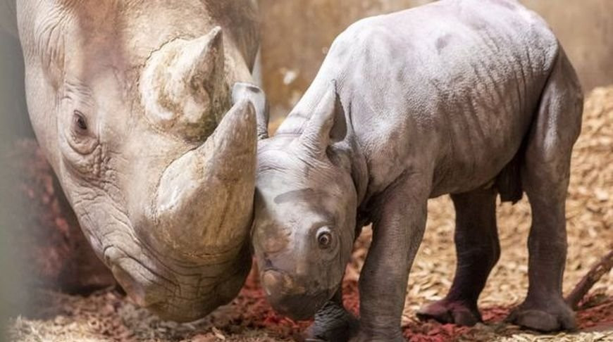 Сколько носорогов родилось в 2002 году. Черный носорог детеныш. Носороги рождаются с рогом.