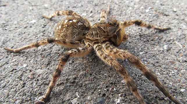Пауки-тарантулы атаковали деревню в Гомельской области