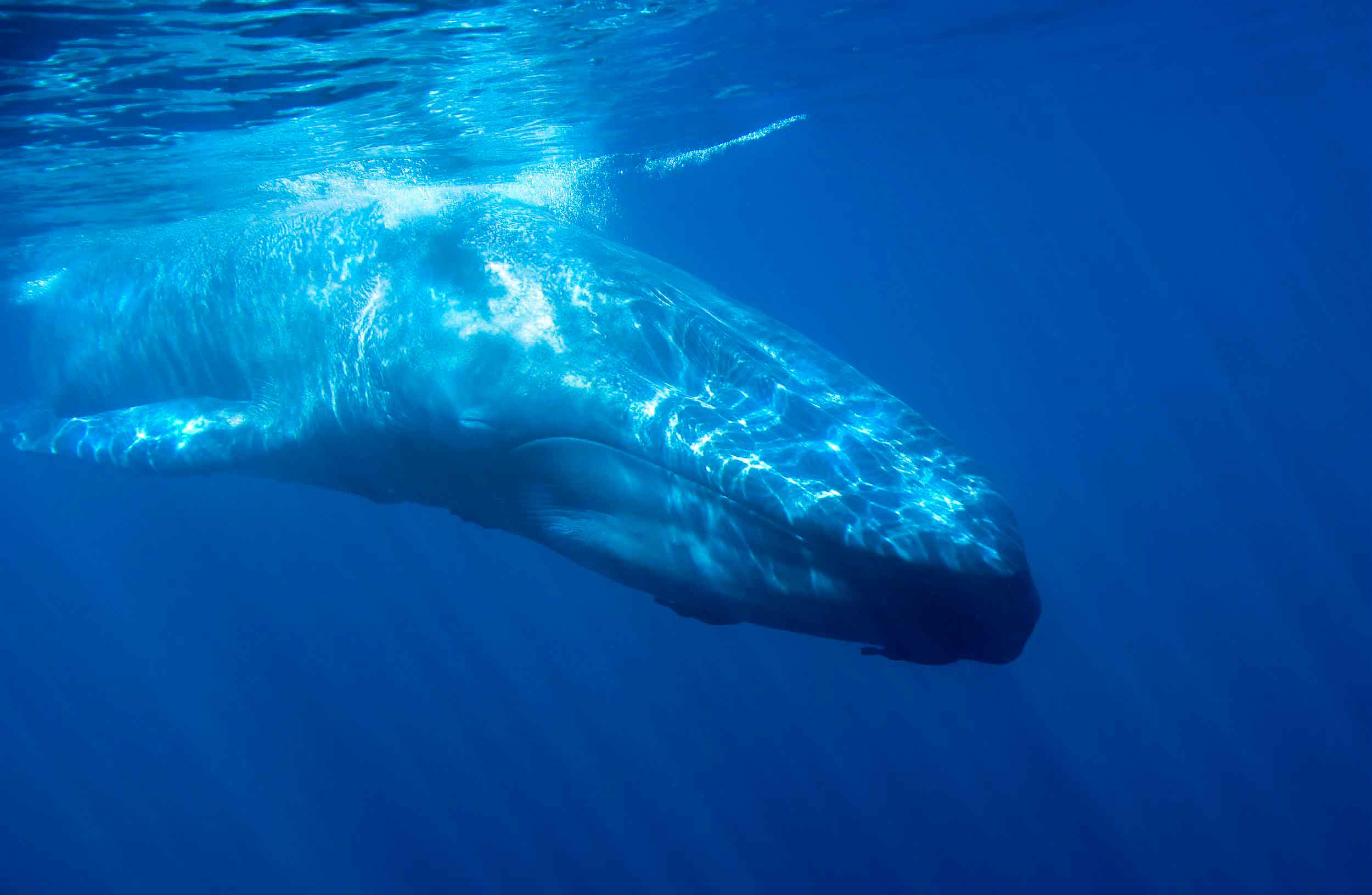 Самое крупное современное животное синий кит