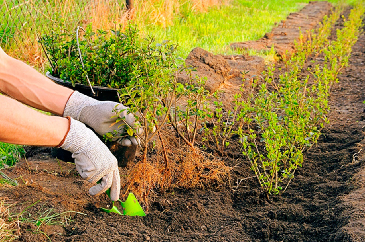 Planting. Двухрядная посадка кизильника. Сеянцы бирючины. Прополка живой изгороди. Спирея Барбарис размножение.