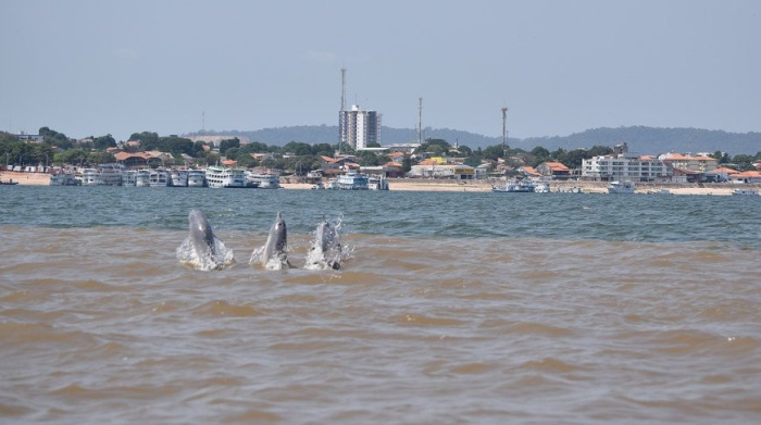 Более сотни дельфинов найдены погибшими в Амазонке