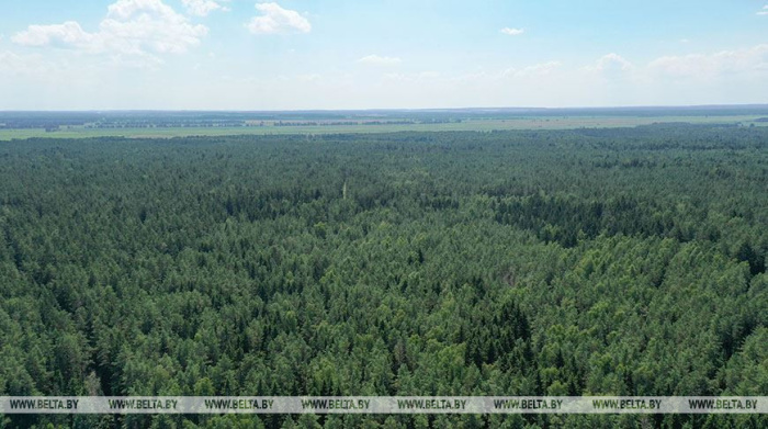 Лесхозы Беларуси заготовили 334 тыс. куб.м ветровально-буреломной древесины