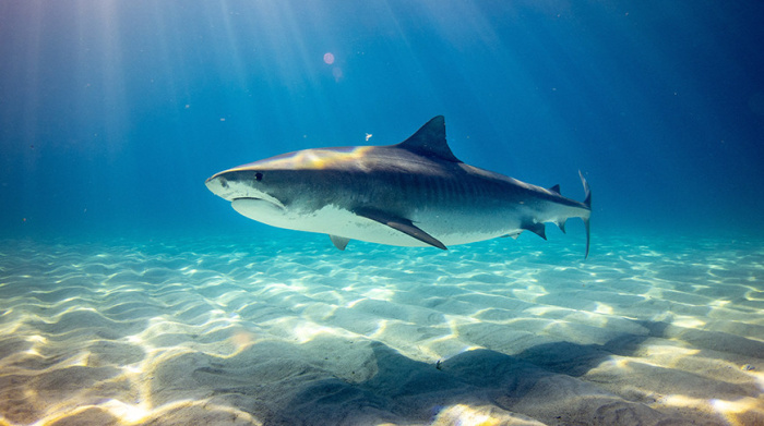 В Австралии девушка погибла при нападении акулы