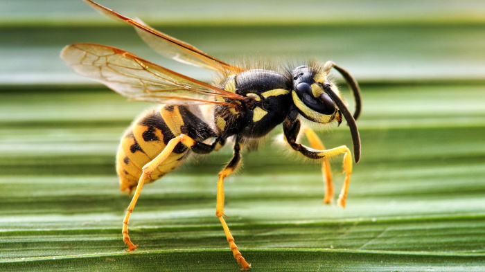 Что делать, если ужалила пчела, оса или шмель