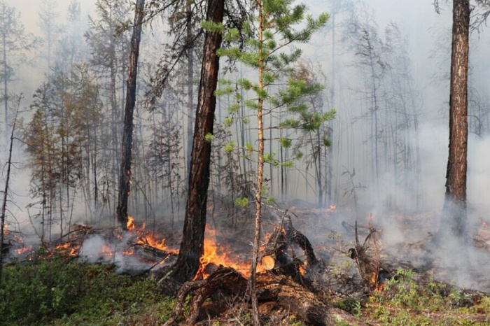 В 90 случаях из 100 причина лесных пожаров – человеческая беспечность