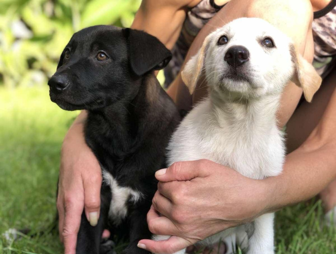 Как волонтеры спасли щенков от собакоеда, так и не получившего наказание