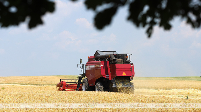 Более 6,6 млн тонн зерна намолотили в Беларуси