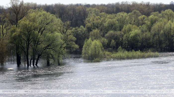 Уровень воды на Припяти у Петрикова превысил опасную высокую отметку