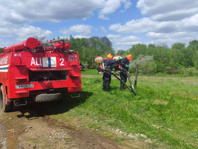 Инвазив не пройдет: в Гомельской области продолжаются работы по уничтожению борщевика Сосновского