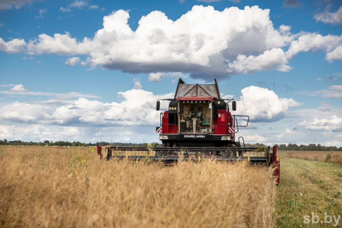 В Беларуси намолочено почти 1,6 миллиона тонн зерна с учетом рапса