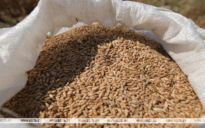 В Беларуси намолотили 698 тыс. тонн зерна