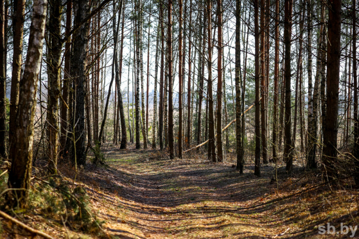 Ограничения на посещение лесов сохраняются во всех районах Беларуси