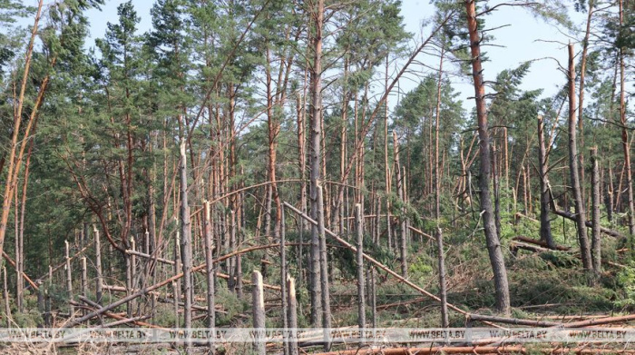 Минлесхоз: площадь пострадавшего от непогоды леса составляет около 18 тыс. га