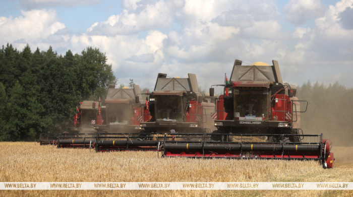 В Беларуси с учетом рапса намолотили более 4 млн тонн зерна