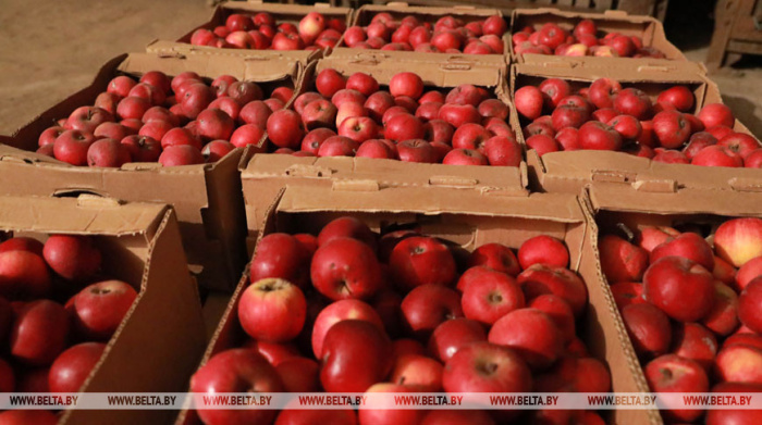 Беларусь вводит лицензирование на вывоз лука и яблок