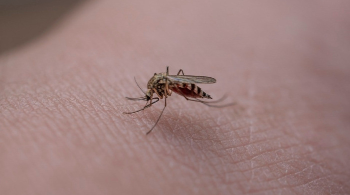 Как спастись от комаров? Пять советов от эпидемиолога