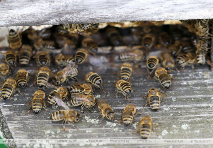 ФОТОФАКТ: На пчелиной пасеке Ямполь Речицкого района уже собрали 2,2 тонны меда