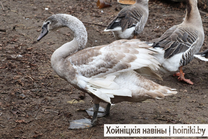 История лебедя, которого приютили: прозвище нового «жильца» – Шипуля