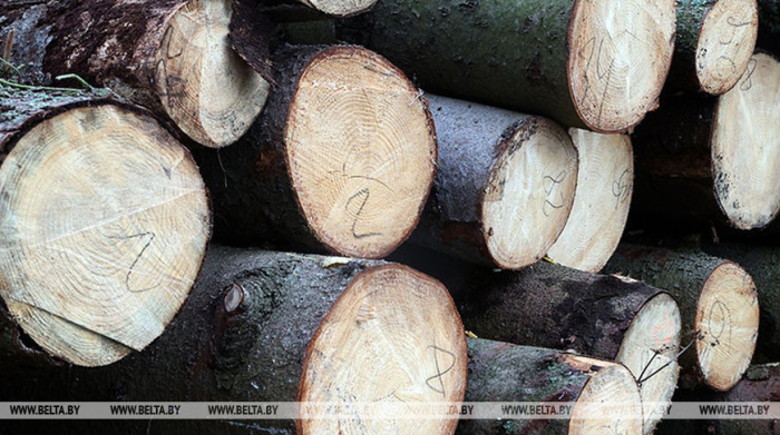 Около 400 га леса разработают к 1 ноября работники деревообрабатывающей отрасли