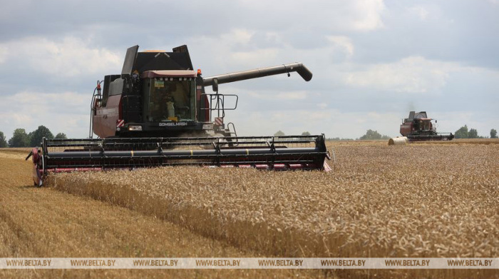 Более 2,6 млн тонн зерна с учетом рапса собрали аграрии Беларуси