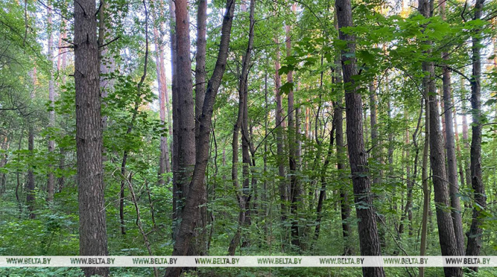 Ограничения на посещение лесов действуют в Лоевском и Хойникском районах, а запрет - в Брагинском районе