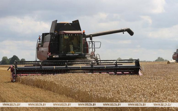 Белорусские аграрии с учетом рапса намолотили более 4,2 млн тонн зерна