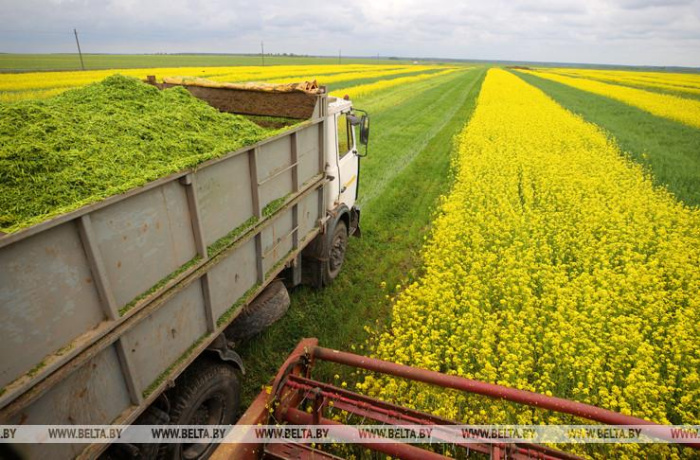 Все районы Гомельской области приступили к уборке озимой сурепицы на зерно