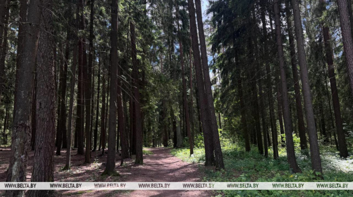 Посещение лесов запрещено в Ветковском, Гомельском и Добрушском районах