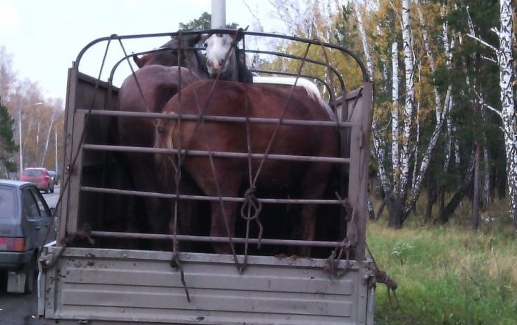 Купить Лошадь В Гомельской Области